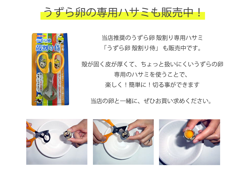 【食用】 生命のたまご うずらの卵 30個入り / 豊橋名産 産地直送 新鮮